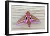 Elephant Hawkmoth-null-Framed Photographic Print