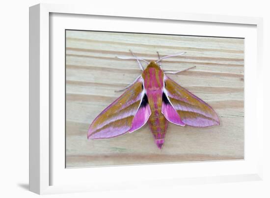 Elephant Hawkmoth-null-Framed Photographic Print