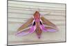 Elephant Hawkmoth-null-Mounted Photographic Print