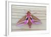 Elephant Hawkmoth-null-Framed Photographic Print