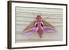 Elephant Hawkmoth-null-Framed Photographic Print