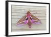 Elephant Hawkmoth-null-Framed Photographic Print