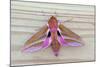 Elephant Hawkmoth-null-Mounted Photographic Print