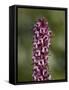 Elephant Heads (Little Red Elephants) (Pedicularis Groenlandica), Shoshone National Forest, Wyoming-James Hager-Framed Stretched Canvas