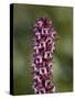 Elephant Heads (Little Red Elephants) (Pedicularis Groenlandica), Shoshone National Forest, Wyoming-James Hager-Stretched Canvas