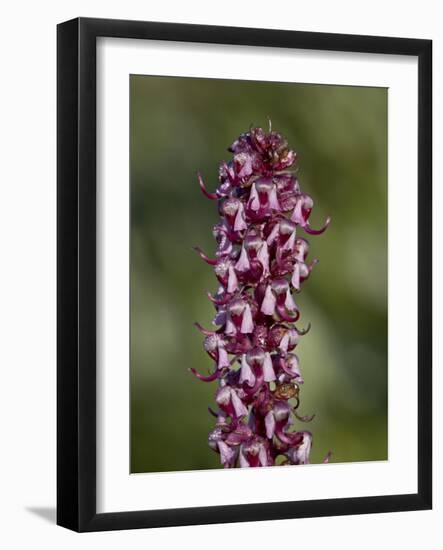 Elephant Heads (Little Red Elephants) (Pedicularis Groenlandica), Shoshone National Forest, Wyoming-James Hager-Framed Photographic Print