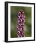 Elephant Heads (Little Red Elephants) (Pedicularis Groenlandica), Shoshone National Forest, Wyoming-James Hager-Framed Photographic Print