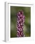 Elephant Heads (Little Red Elephants) (Pedicularis Groenlandica), Shoshone National Forest, Wyoming-James Hager-Framed Photographic Print