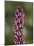 Elephant Heads (Little Red Elephants) (Pedicularis Groenlandica), Shoshone National Forest, Wyoming-James Hager-Mounted Photographic Print