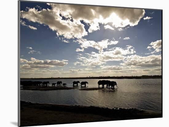 Elephant Herd, Botswana-Mike Powles-Mounted Art Print