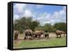 Elephant Herd, Kruger National Park, South Africa, Africa-Ann & Steve Toon-Framed Stretched Canvas