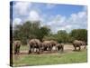 Elephant Herd, Kruger National Park, South Africa, Africa-Ann & Steve Toon-Stretched Canvas