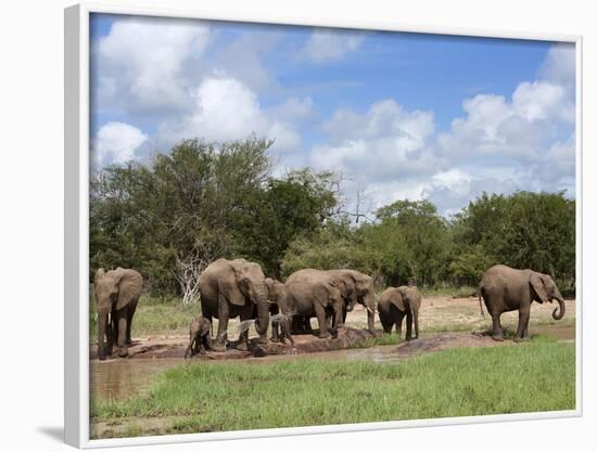 Elephant Herd, Kruger National Park, South Africa, Africa-Ann & Steve Toon-Framed Photographic Print