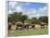 Elephant Herd, Kruger National Park, South Africa, Africa-Ann & Steve Toon-Framed Photographic Print