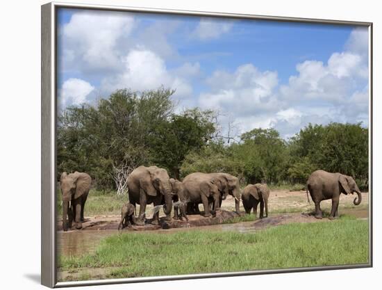 Elephant Herd, Kruger National Park, South Africa, Africa-Ann & Steve Toon-Framed Photographic Print