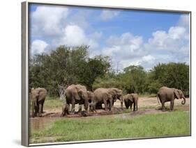 Elephant Herd, Kruger National Park, South Africa, Africa-Ann & Steve Toon-Framed Photographic Print