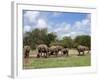 Elephant Herd, Kruger National Park, South Africa, Africa-Ann & Steve Toon-Framed Photographic Print