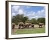 Elephant Herd, Kruger National Park, South Africa, Africa-Ann & Steve Toon-Framed Photographic Print