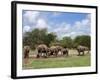 Elephant Herd, Kruger National Park, South Africa, Africa-Ann & Steve Toon-Framed Photographic Print