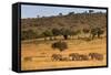 Elephant Herd (Loxodonta Africana), Masai Mara National Reserve, Kenya, East Africa, Africa-Ann and Steve Toon-Framed Stretched Canvas