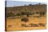 Elephant Herd (Loxodonta Africana), Masai Mara National Reserve, Kenya, East Africa, Africa-Ann and Steve Toon-Stretched Canvas