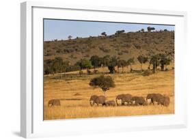 Elephant Herd (Loxodonta Africana), Masai Mara National Reserve, Kenya, East Africa, Africa-Ann and Steve Toon-Framed Photographic Print