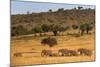 Elephant Herd (Loxodonta Africana), Masai Mara National Reserve, Kenya, East Africa, Africa-Ann and Steve Toon-Mounted Photographic Print