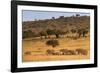 Elephant Herd (Loxodonta Africana), Masai Mara National Reserve, Kenya, East Africa, Africa-Ann and Steve Toon-Framed Photographic Print