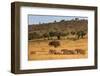 Elephant Herd (Loxodonta Africana), Masai Mara National Reserve, Kenya, East Africa, Africa-Ann and Steve Toon-Framed Photographic Print