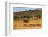 Elephant Herd (Loxodonta Africana), Masai Mara National Reserve, Kenya, East Africa, Africa-Ann and Steve Toon-Framed Photographic Print