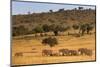 Elephant Herd (Loxodonta Africana), Masai Mara National Reserve, Kenya, East Africa, Africa-Ann and Steve Toon-Mounted Photographic Print