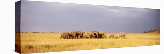 Elephant Herd, Maasai Mara Kenya-null-Stretched Canvas