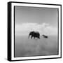 Elephant Herd, Masai Mara Game Reserve, Kenya-Paul Souders-Framed Stretched Canvas