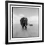 Elephant Herd, Masai Mara Game Reserve, Kenya-null-Framed Photographic Print