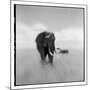 Elephant Herd, Masai Mara Game Reserve, Kenya-null-Mounted Photographic Print