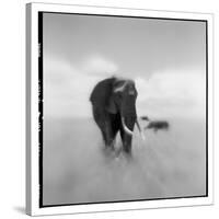 Elephant Herd, Masai Mara Game Reserve, Kenya-null-Stretched Canvas