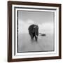 Elephant Herd, Masai Mara Game Reserve, Kenya-null-Framed Photographic Print