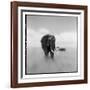 Elephant Herd, Masai Mara Game Reserve, Kenya-null-Framed Photographic Print