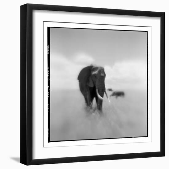 Elephant Herd, Masai Mara Game Reserve, Kenya-null-Framed Photographic Print