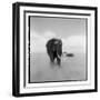 Elephant Herd, Masai Mara Game Reserve, Kenya-null-Framed Photographic Print