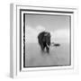 Elephant Herd, Masai Mara Game Reserve, Kenya-null-Framed Photographic Print