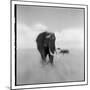 Elephant Herd, Masai Mara Game Reserve, Kenya-null-Mounted Photographic Print