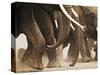 Elephant Herd on the Move-Martin Harvey-Stretched Canvas
