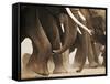 Elephant Herd on the Move-Martin Harvey-Framed Stretched Canvas