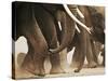 Elephant Herd on the Move-Martin Harvey-Stretched Canvas