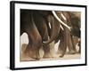 Elephant Herd on the Move-Martin Harvey-Framed Photographic Print