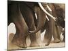 Elephant Herd on the Move-Martin Harvey-Mounted Photographic Print