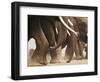 Elephant Herd on the Move-Martin Harvey-Framed Photographic Print