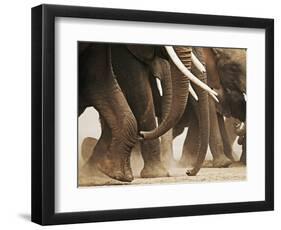 Elephant Herd on the Move-Martin Harvey-Framed Photographic Print