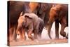 Elephant Herd on the Run in Etosha Desert-Johan Swanepoel-Stretched Canvas